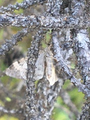 Xanthorhoe abrasaria