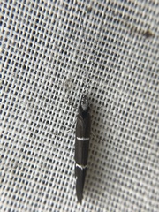 Athripsodes albifrons