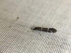 Athripsodes albifrons