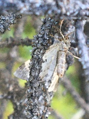 Xanthorhoe abrasaria