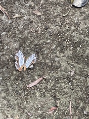 Cyrestis thyodamas mabella