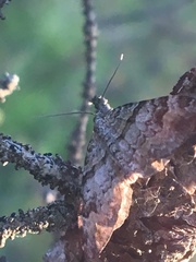 Xanthorhoe abrasaria