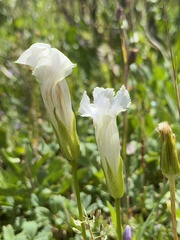 Gentianopsis thermalis