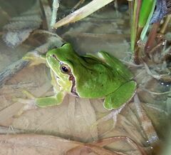 Hyla intermedia