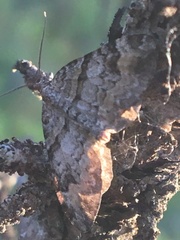 Xanthorhoe abrasaria