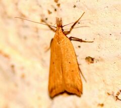 Acompsia schmidtiellus