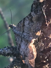 Xanthorhoe abrasaria