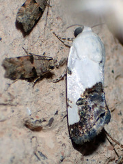Tarache tetragona