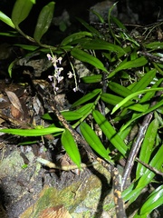 Cleisostoma recurvum