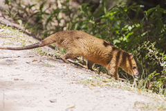 Lutrine Opossum photo 2