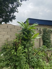 Anthocleista nobilis