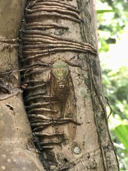 Orientopsaltria fuliginosa