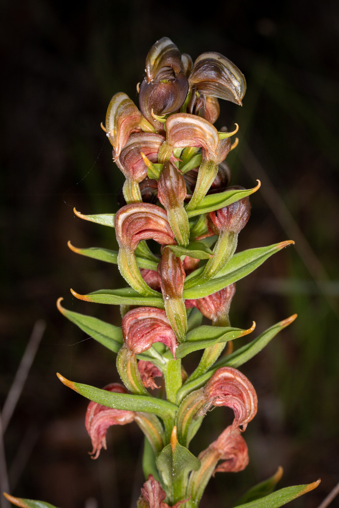 Pterostylis atrosanguinea