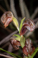 Pterostylis atrosanguinea