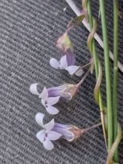 Cyphia dentariifolia