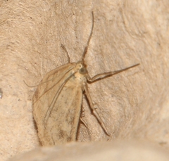 Udea nebulalis