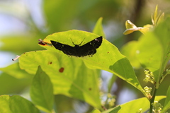 Darpa striata