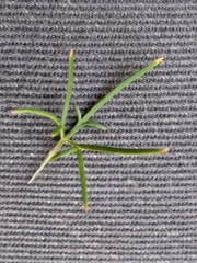 Cyphia dentariifolia