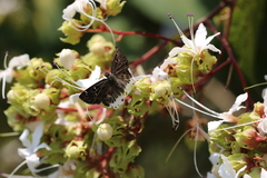 Darpa striata