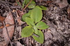 Pterostylis atrosanguinea