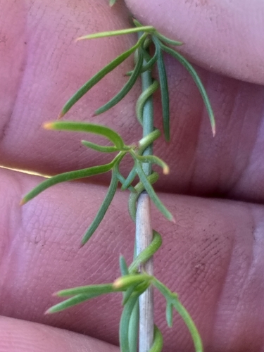 Image of Cyphia digitata by (c) kevin koen, some rights reserved (CC BY-SA)