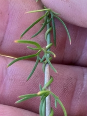 Cyphia dentariifolia