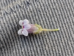 Cyphia dentariifolia