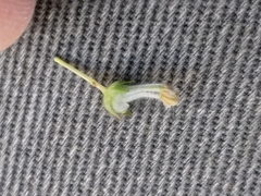 Cyphia dentariifolia