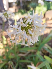 Tulbaghia simmleri
