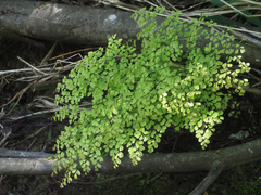 Adiantum raddianum