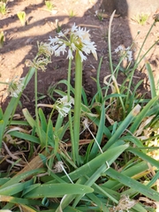 Tulbaghia simmleri