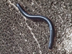 Orthoporoides
