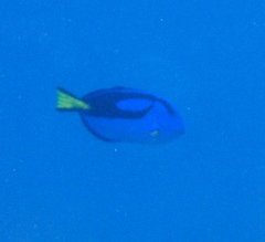 Paracanthurus hepatus