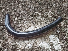Orthoporoides