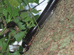 Orthoporoides