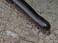 Orthoporoides