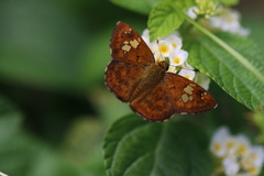 Pseudocoladenia dan