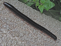 Orthoporoides