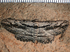 Iridopsis obliquaria