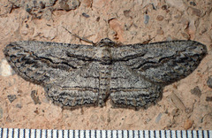 Iridopsis obliquaria