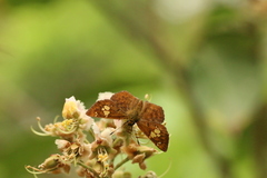 Pseudocoladenia dan