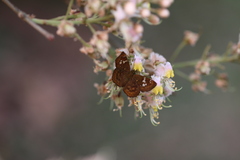 Pseudocoladenia dan