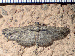 Iridopsis obliquaria