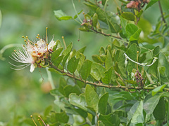 Capparis tomentosa