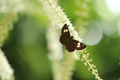 Pseudocoladenia dan