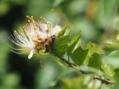 Capparis tomentosa