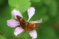 Pseudocoladenia dan