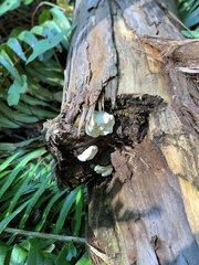 Incrustoporiaceae
