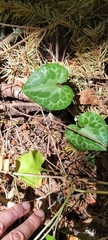 Asarum marmoratum