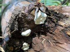 Incrustoporiaceae